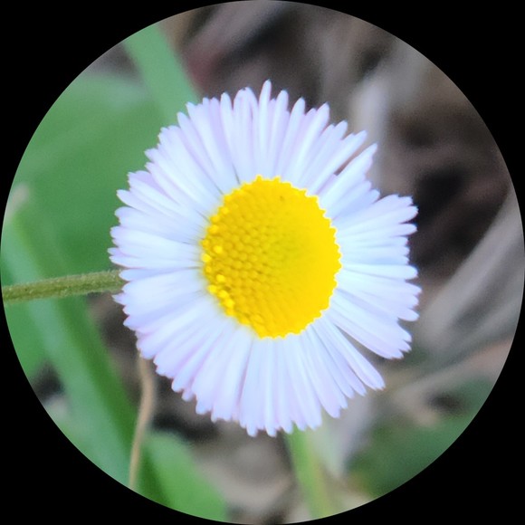 coastline_daisy